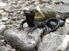 Bergsalamander