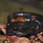 Bergsalamander