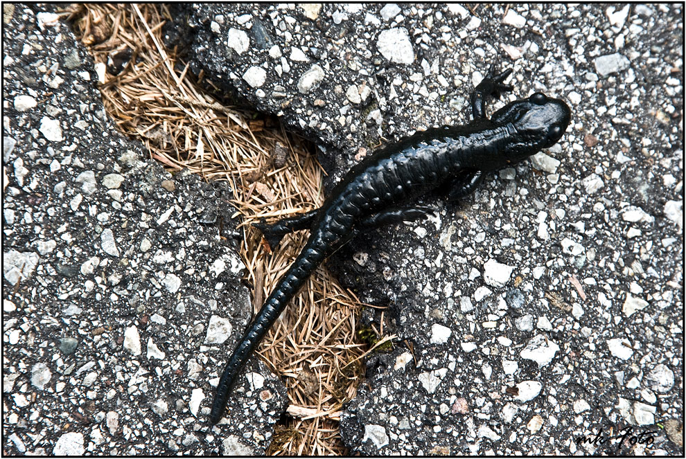 Bergsalamander