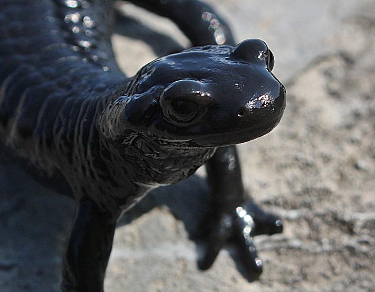 Bergsalamander