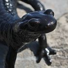 Bergsalamander