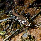 Bergsandlaufkäfer (Cicindela silvicola)