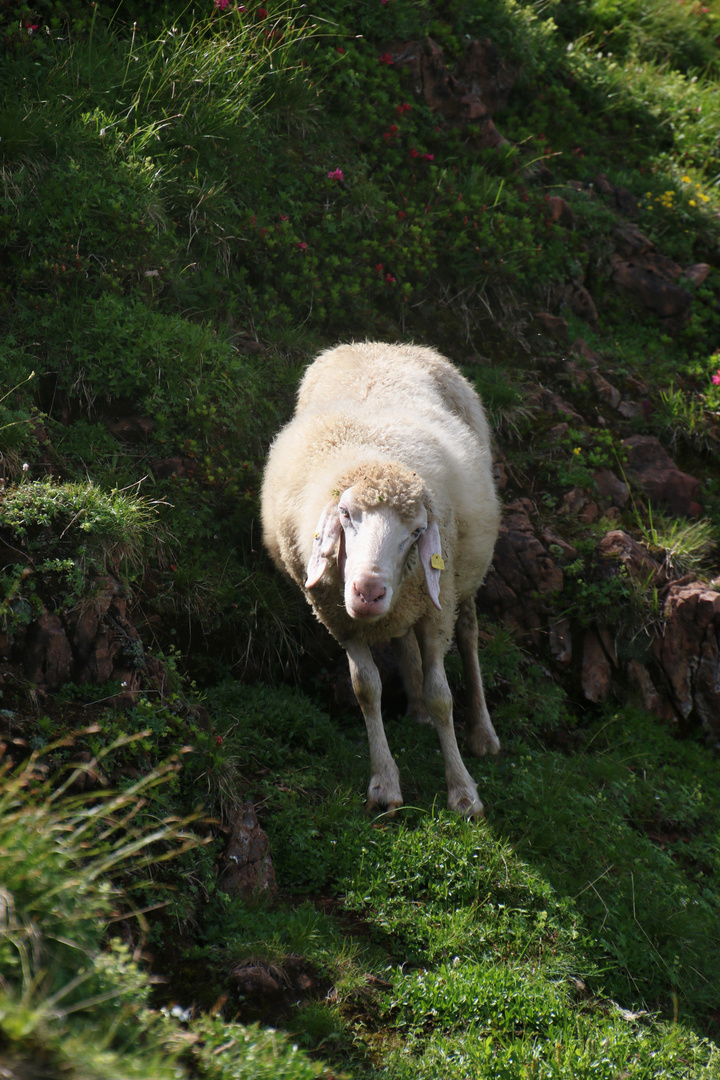 Bergschaf