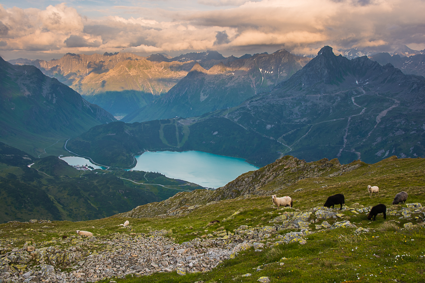 Bergschafe im Paradies