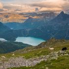 Bergschafe im Paradies