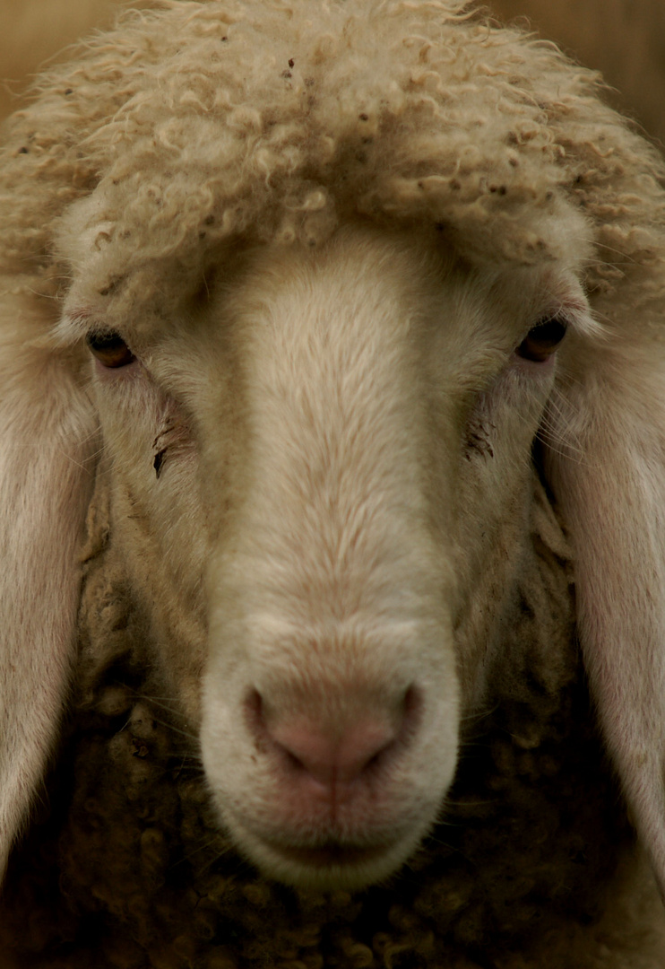 Bergschafportrait