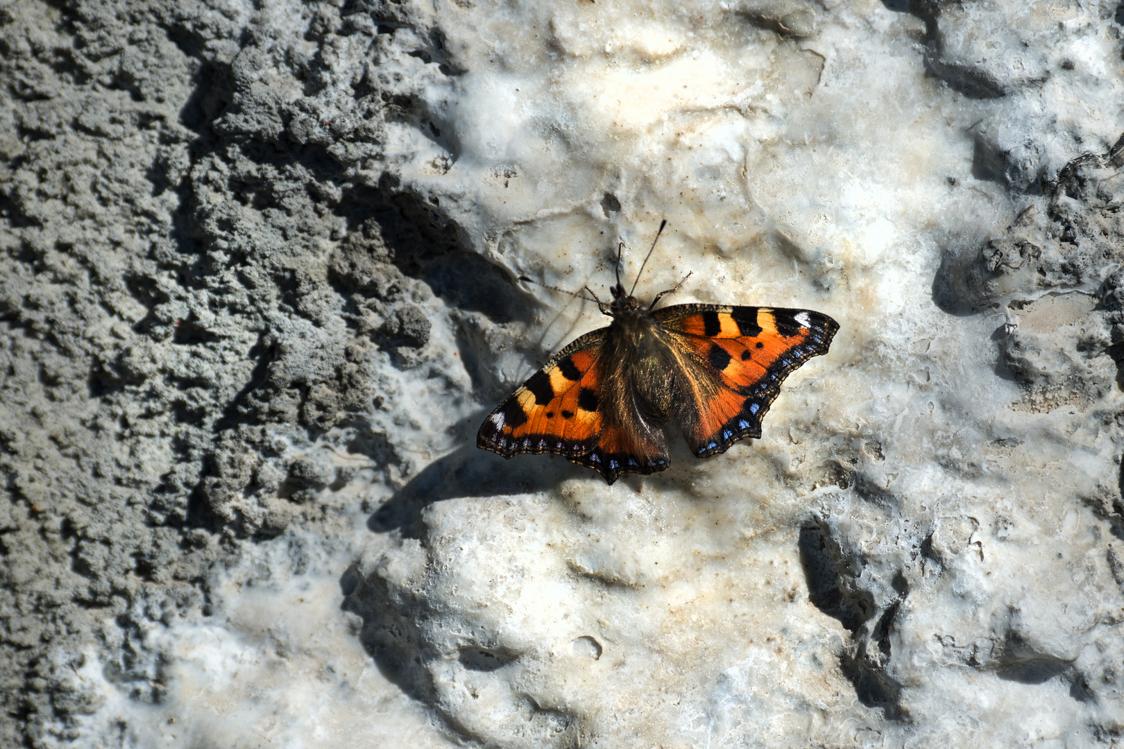 Bergschmetterling beim Salz lecken 