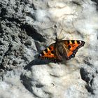 Bergschmetterling beim Salz lecken 