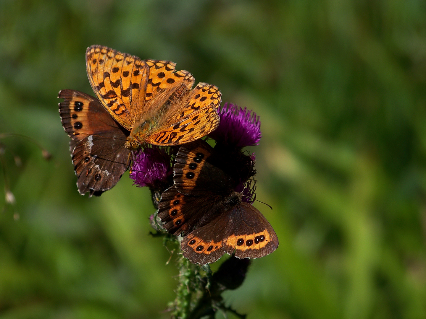 Bergschmetterlinge