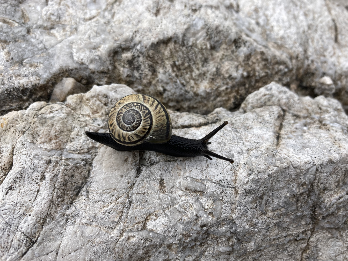 Bergschnecke