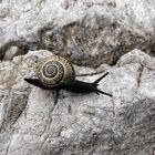 Bergschnecke