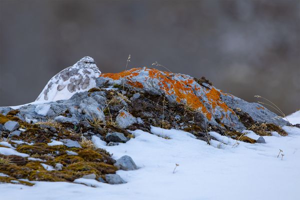 "Bergschönheiten.........."