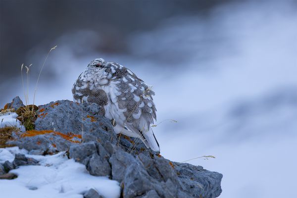 "Bergschönheiten......."