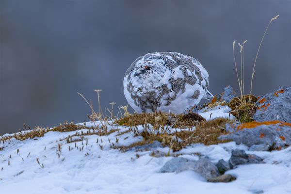"Bergschönheiten........II"