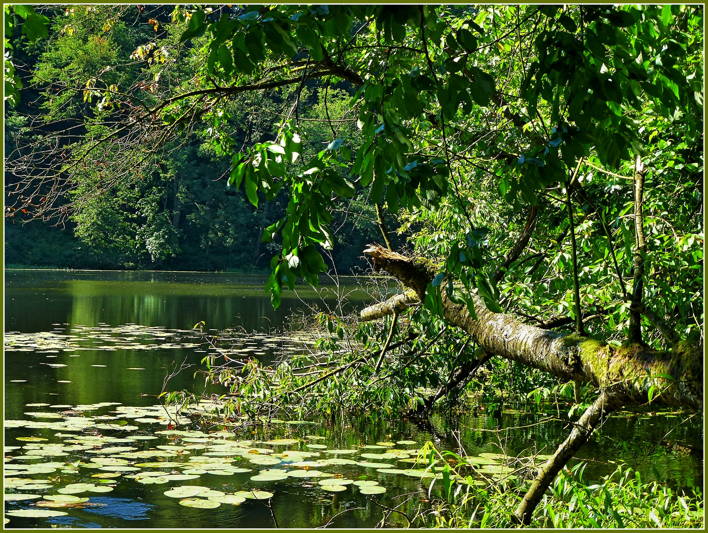 -Bergsee- Delliehausen...Natur pur-