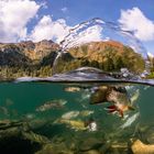 Bergsee mit Forellen