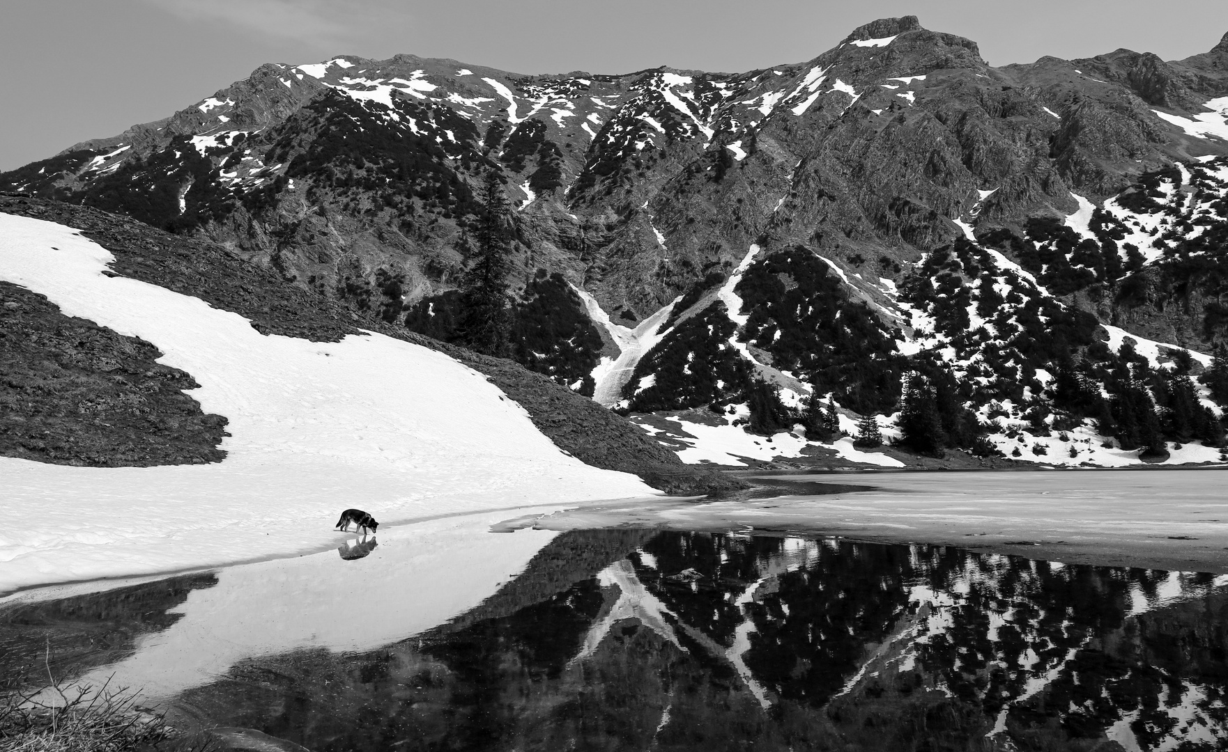  Bergsee und Hund