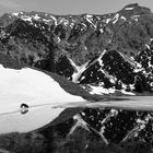  Bergsee und Hund