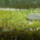 Bergseewiesenblumen