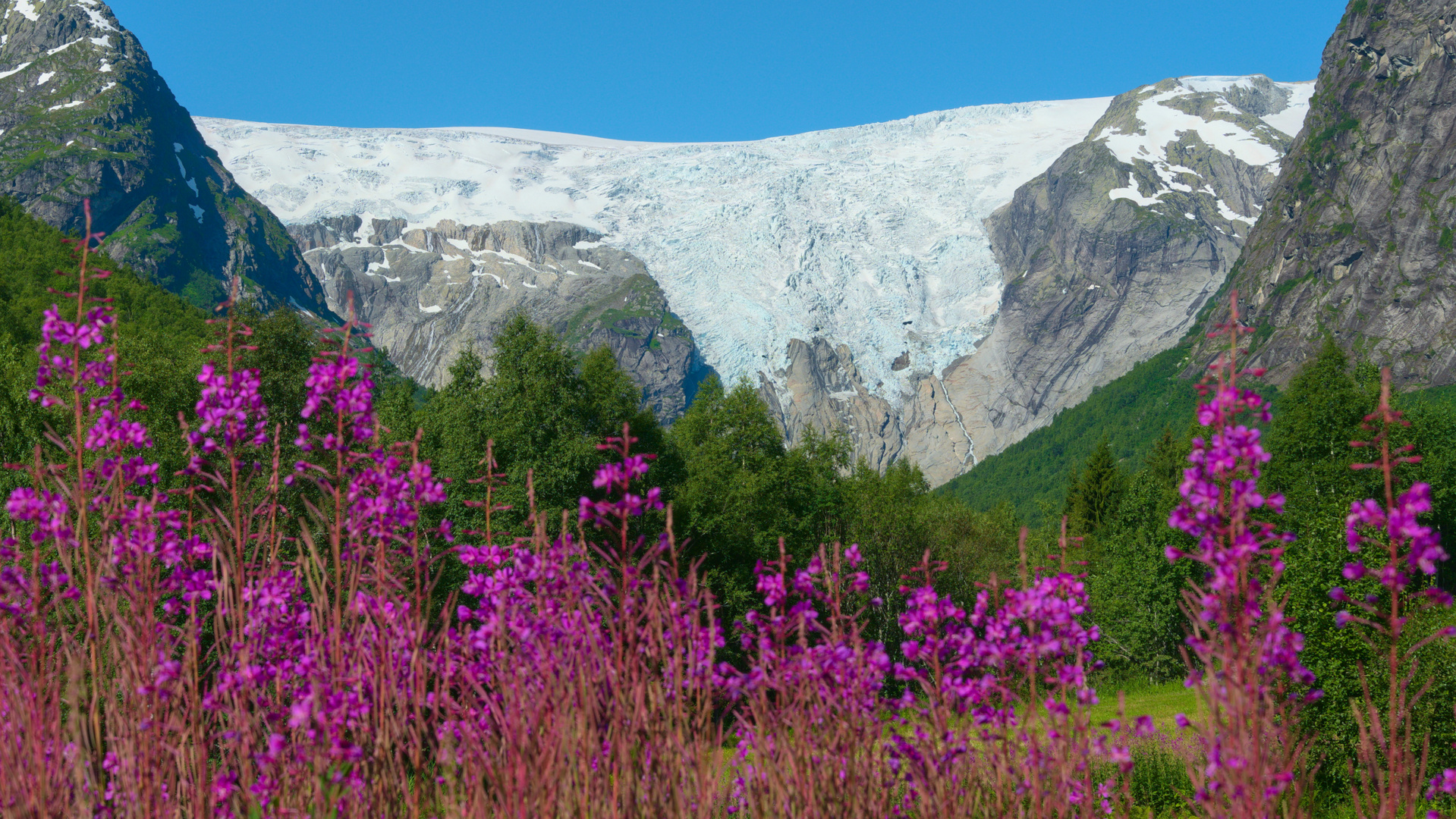 Bergsetbreen mit Weidenröschen