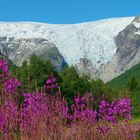 Bergsetbreen mit Weidenröschen