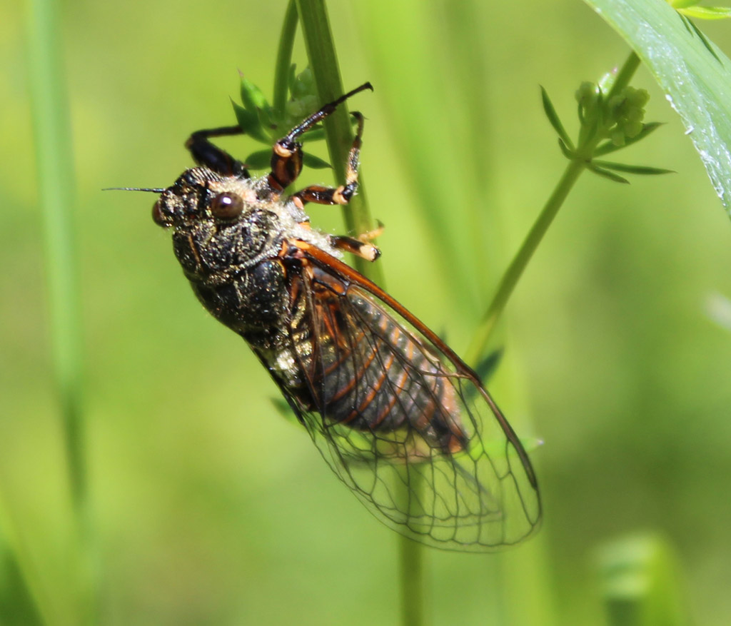  Bergsingzikade 1 - Cicadetta montana