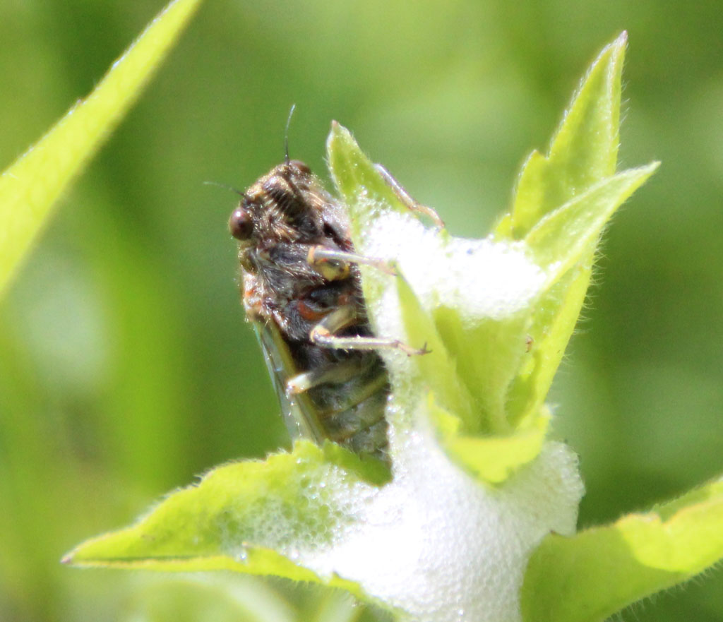 Bergsingzikade, Bergzikade - Cicadetta montana