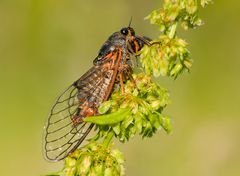 Bergsingzikade  (Cicadetta montana)