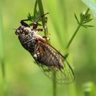  Bergsingzikade  - Cicadetta montana 