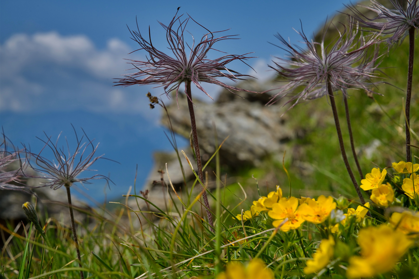 Bergsommer