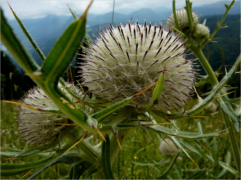 Bergsommer