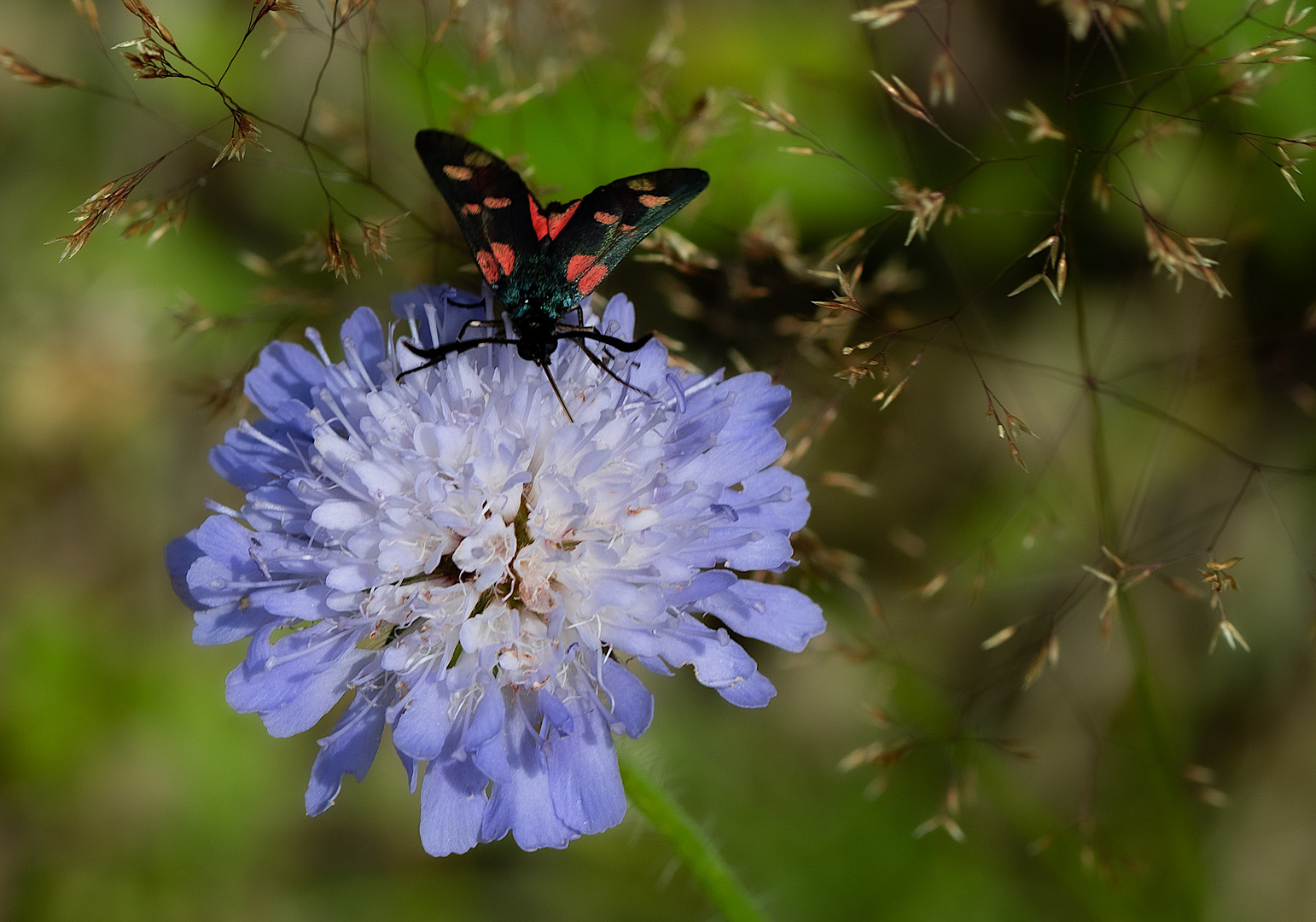 Bergsommer