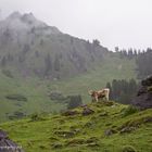 BERGSOMMER eröffnet