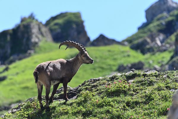 Bergsommer mit Steinbock