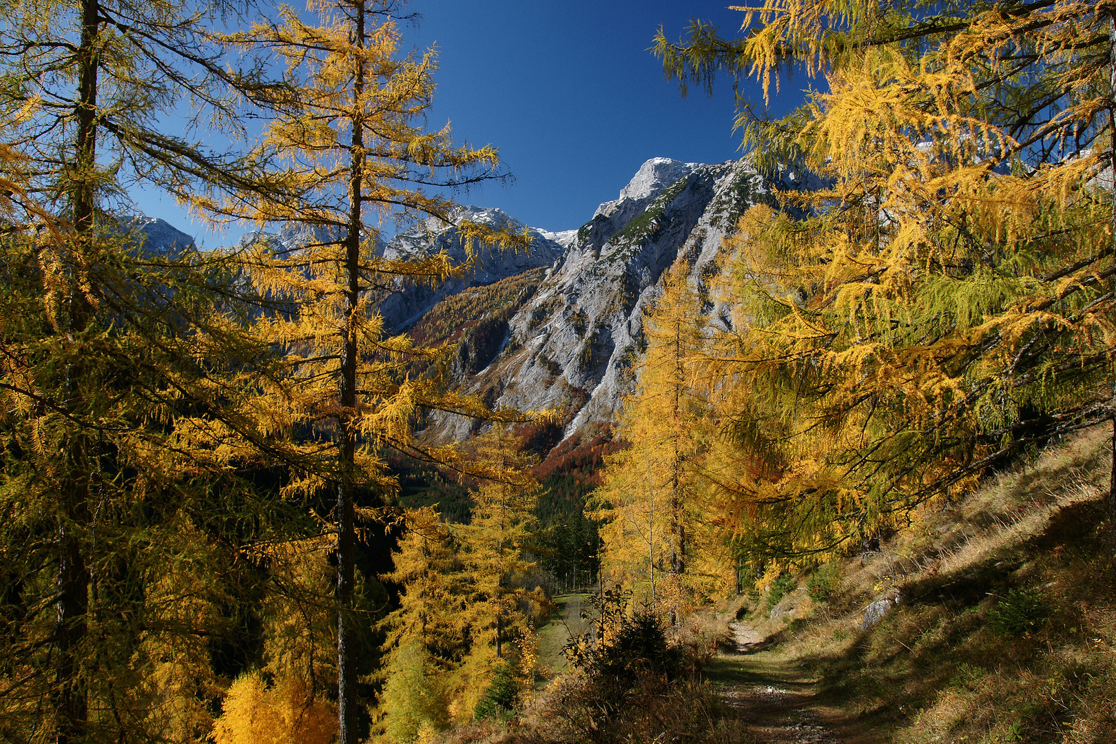 Bergspitzen von gelben Lärchen umrahmt