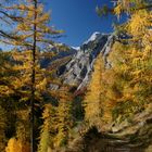 Bergspitzen von gelben Lärchen umrahmt