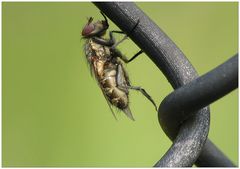 Bergsteigen ist für Fliegen einfach