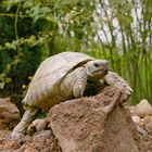 Bergsteiger-Schildkröte