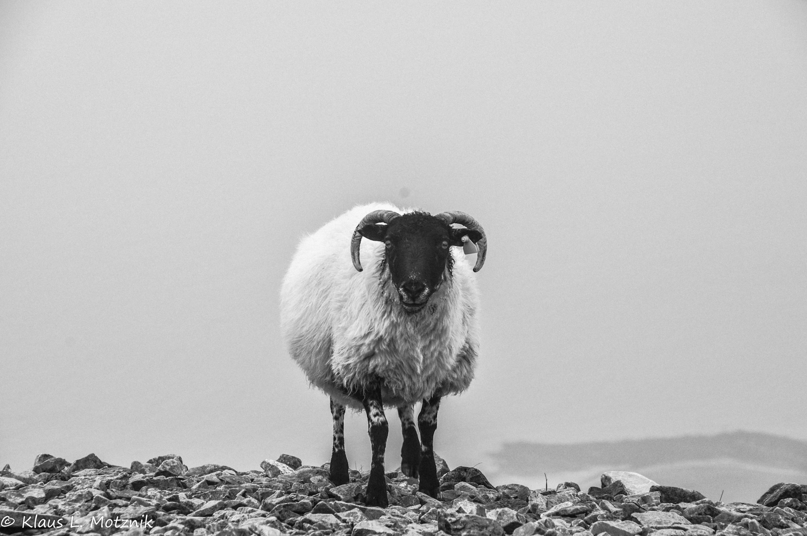 Bergsteigerschaf