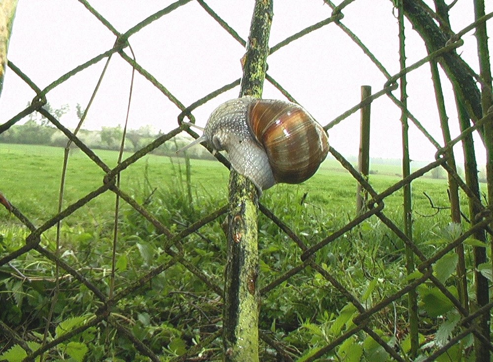 Bergsteigerschnecke