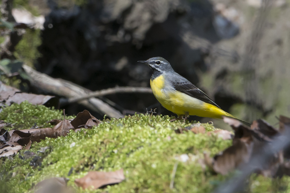 Bergstelze - Motacilla cinerea