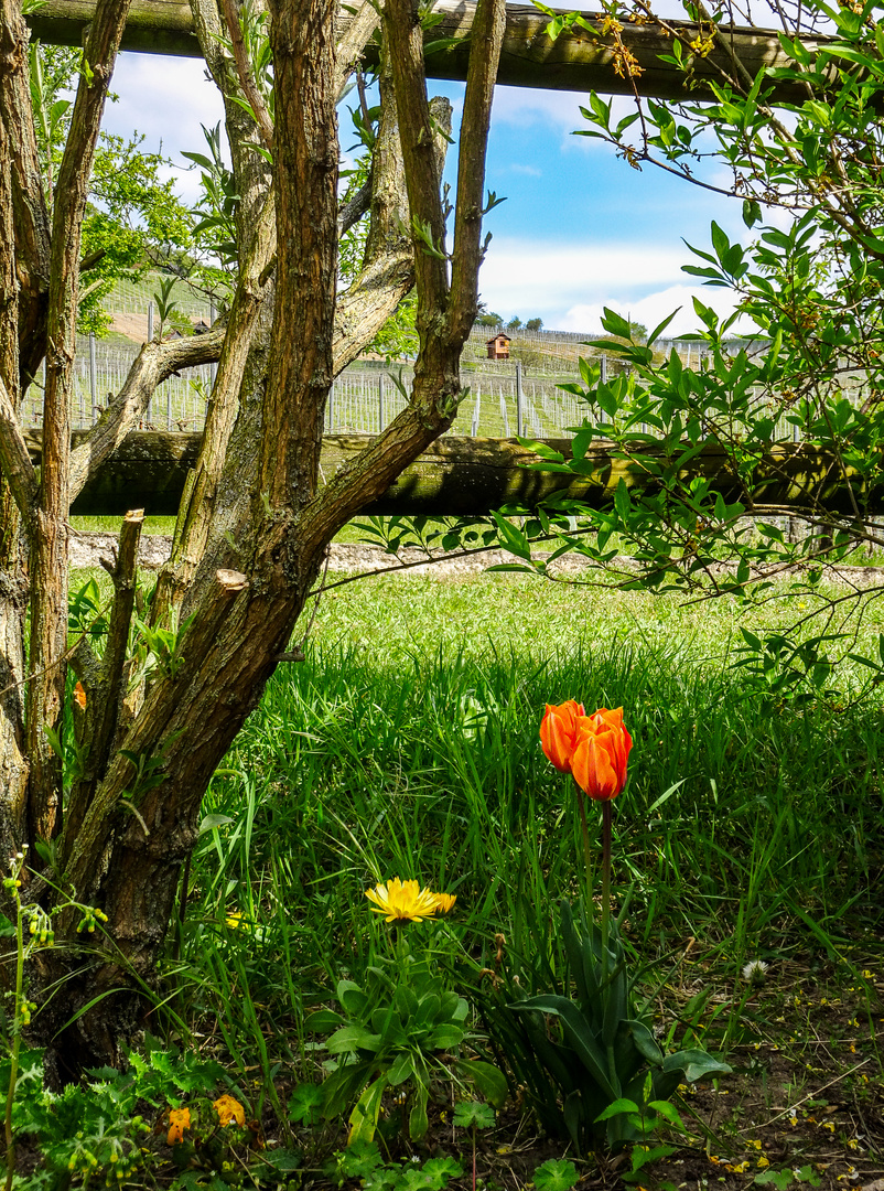 Bergsträßer Frühling