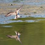 Bergstrandläufer - Western Sandpiper (Calidris mauri),