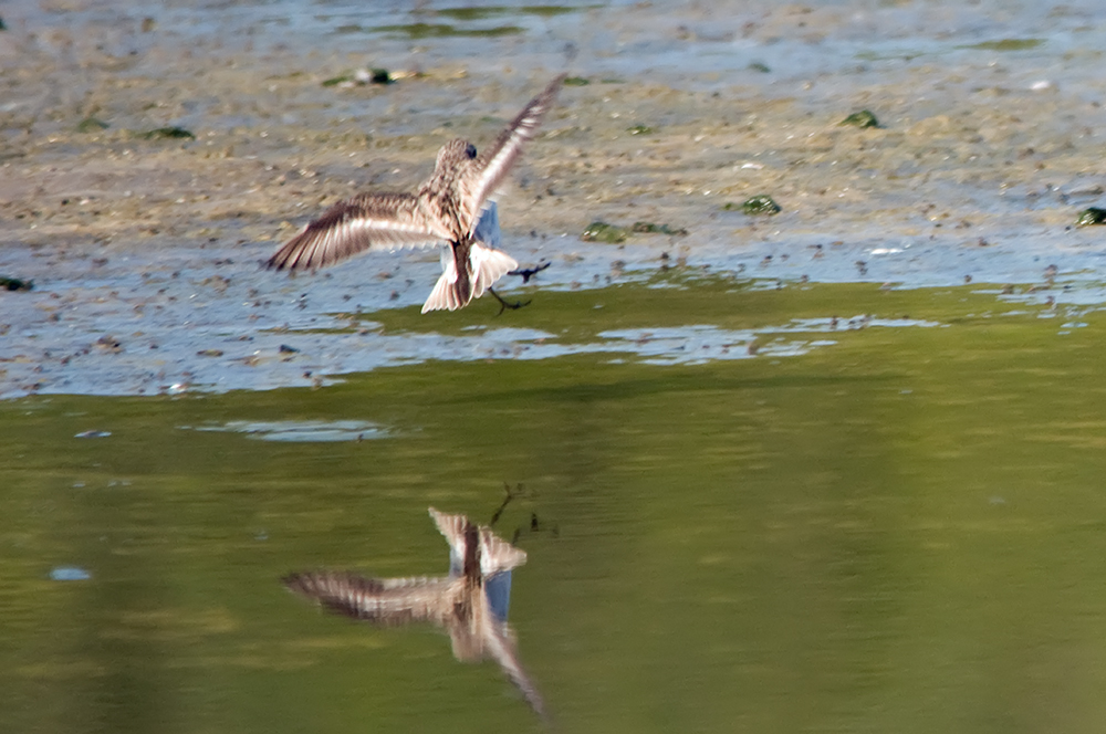 Bergstrandläufer - Western Sandpiper (Calidris mauri),