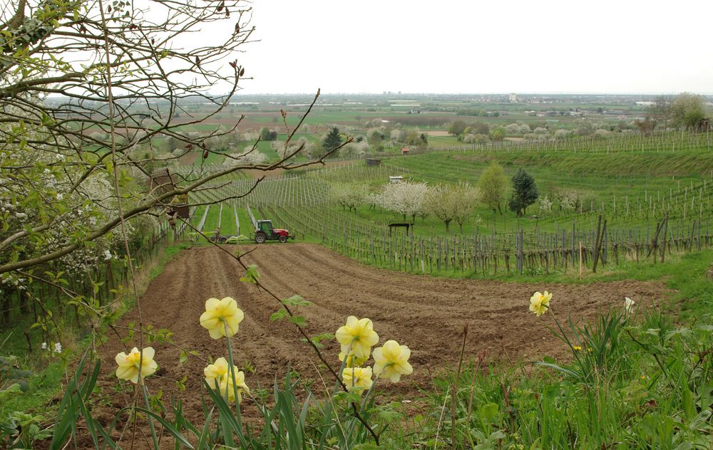 Bergstraßen-Frühling