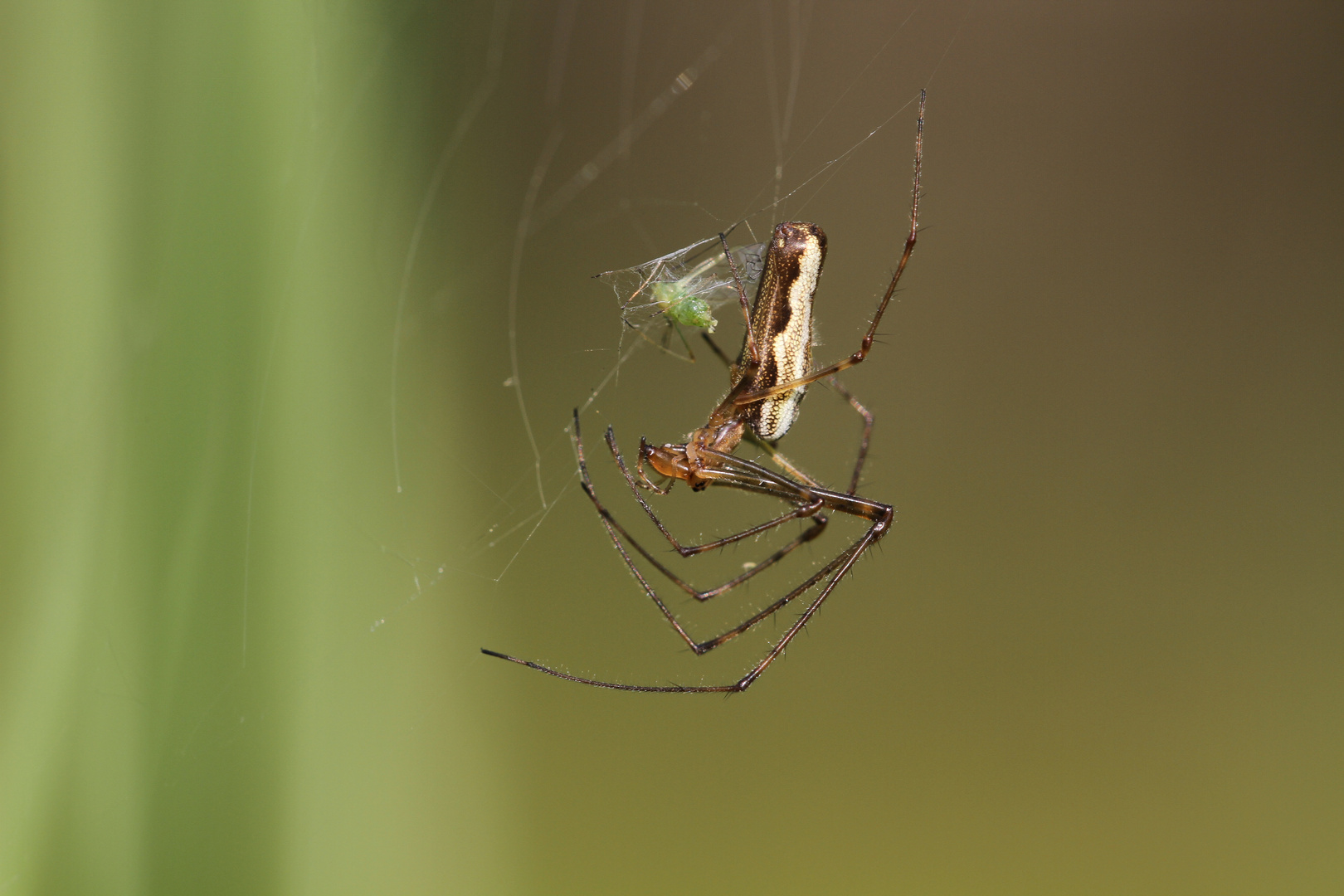 Bergstreckenspinne