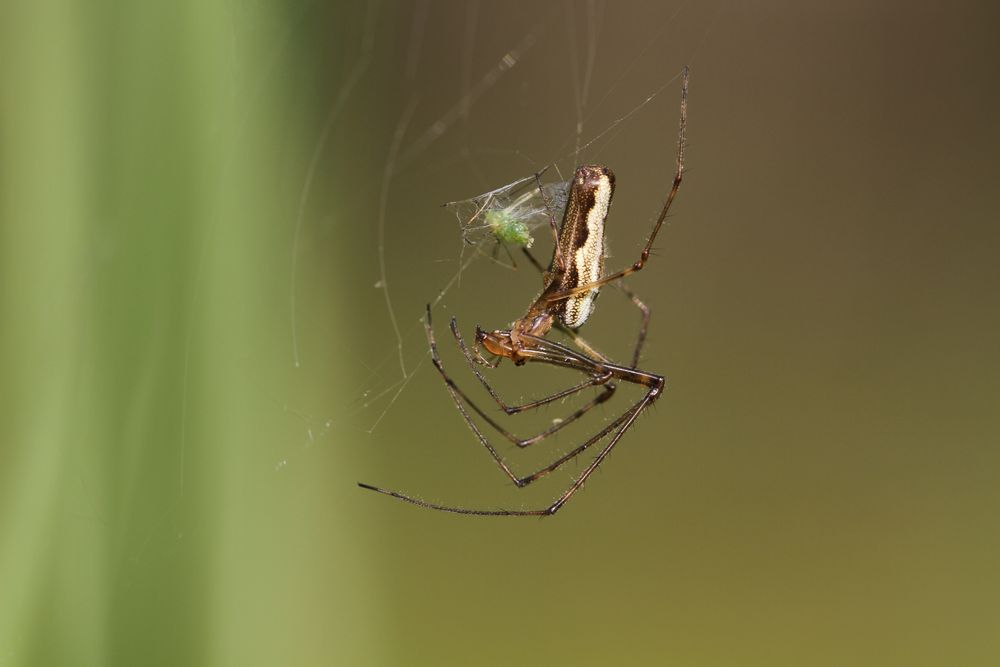 Bergstreckenspinne