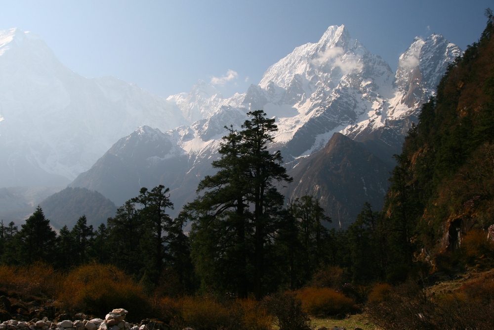 Bergtannenwald Nepal