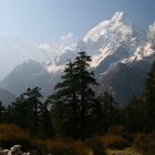 Bergtannenwald Nepal
