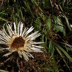 '"Bergtour Grünten Blick auf eine Silberdistel auf 1300m"